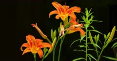 Day Lily (zoom in)