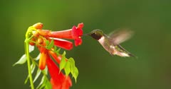  Hummingbird ruby-throated drinks nectar at flower
