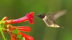 Hummingbird Ruby-throated at flower (slow motion)