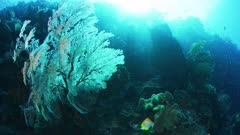 Forgotten Islands Reef Scenes (Indonesia)