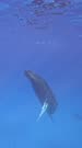 Humpback Whales Swimming 