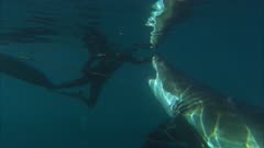 Great White Shark With Diver Stock Footage