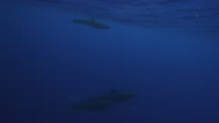 False Killer Whales Underwater In The Azores.