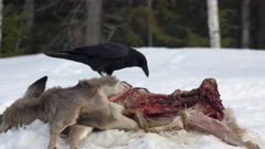 Common Ravens Eating White-tailed Deer