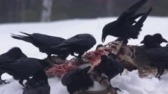 Common Ravens Eating White-tailed Deer
