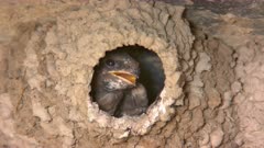 Cliff Swallow Chick in Nest