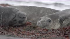 Elephant Seal Pups in the Antarctic