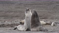Elephant Seal Pups Play Fighting