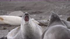 Elephant Seal Pups Play Fighting