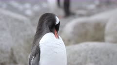 Gentoo Penguin. Pygoscelis papua. Antarctic Peninsula