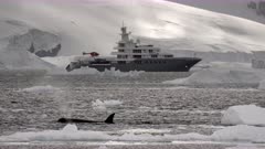 Orca Killer Whale Spyhopping in front of Superyacht in the Antarctic