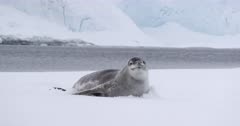 Leopard Seal Hydrurga leptonyx on Iceflow
