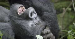 Mountain Gorilla in Virunga National Park