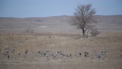 Sandhill cranes (Antigone canadensis) gathering in a field - Western Flyway  (No Color Grade)
