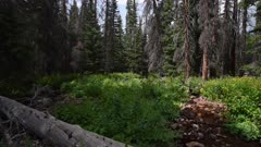 Cameron Peak Wilderness Prior to 2020 Wildfire IV