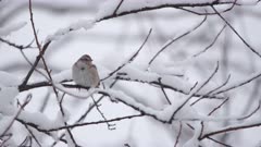 American tree sparrow (Spizella arborea) looking for food after Winter Storm Xylia (Color Grade)