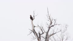 Immature Bald eagle (Haliaeetus leucocephalus) resting in a cottonwood tree near the North Platte River -  (Tight) - (Color Graded)