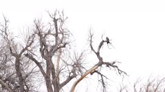Immature Bald eagle (Haliaeetus leucocephalus) resting in a cottonwood tree near the North Platte River -  (Color Graded)