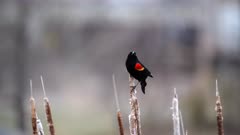Red-winged blackbird (Agelaius phoeniceus) displaying on cattail  (Color Graded)