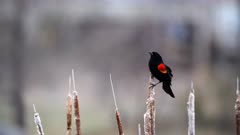 Red-winged blackbird (Agelaius phoeniceus) displaying on cattail in wind (Color Graded)
