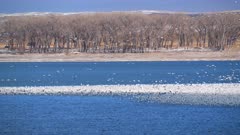 Thousands of migrating snow geese on the waters of Lake Minatare in western Nebraska.