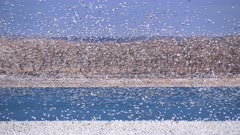 Thousands of migrating snow geese (Chen caerulescens) on the waters of Lake Minatare in western Nebraska.