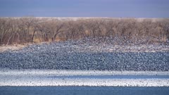 Migrating Chen caerulescens on the waters of Lake Minatare in western Nebraska.