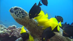 Coral Reef Animal Stock Footage