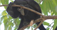 Closeup of a male Mantled Howler Monkey, Alouatta palliata 4K