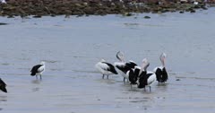 Australian Pelican, Pelecanus conspicillatus, group in water 4K
