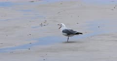 Silver Gull, Chroicocephalus novaehollandiae, on beach 4K