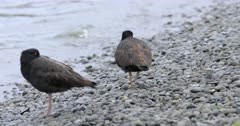 Pair of Variable Oystercatcher, Haematopus unicolor 4K