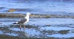 Great Black-backed Gull, Larus marinus, walking along beach 4K