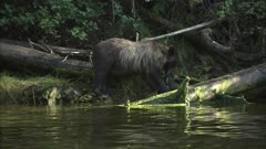 Grizzly Bear on Alaska Coastline Feeding