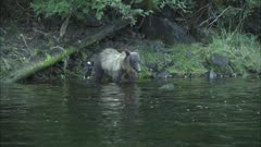 Grizzly Bear on Alaska Coastline Feeding