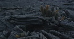 Galapagos Volcanic island cactus handheld 2