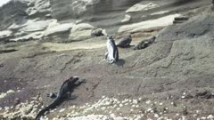 Galapagos Penguin & Marine Iguana