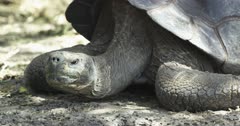 Galapagos Giant Tortoise staring at camera