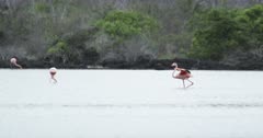 Galapagos Flamingo flying and landing