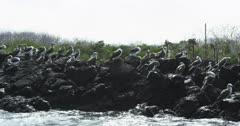 Galapagos Blue-Footed Booby from boat