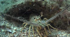 A Tropical Lobster guards it's cave with Arrow Crabs in the Background