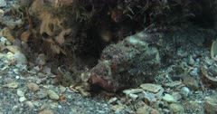 A Stone Fish Hides on a Pebbly bottom