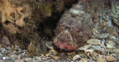 A Stone Fish Hides on a Pebbly bottom