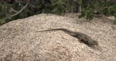 Joshua Tree National Park Scenics with Blue Bellied Lizard Courtship Behavior