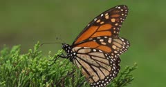 Monarch Butterfly Migration with injured individuals that have fallen to the forest floor