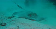 Southern Stingray (Dasyatis americana) foraging in the Sand