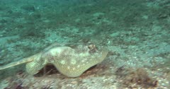 yellow stingray (Urobatis jamaicensis) swims over a flat rubbly bottom