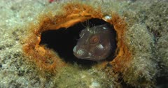 A Blenny (Blenniidae) hiding in a small hole
