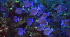 School of Blue Tang Surgeonfish swarming over a coral reef