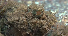 A Spotted Scorpionfish (Scorpaena plumieri) close up on a pebble bottom